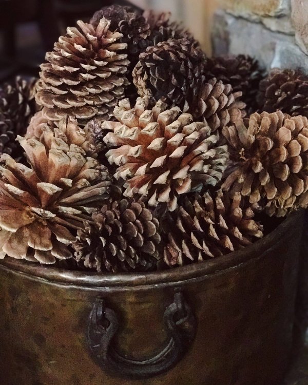 Comment utiliser le cinéma pour discuter des enjeux écologiques contemporains ?